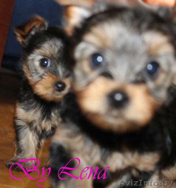 Милые щеночки йоркширского терьера - Изображение #2, Объявление #964743