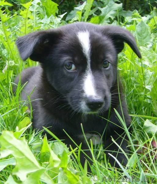 Замечательная щенок-девочка в дар - Изображение #3, Объявление #952659