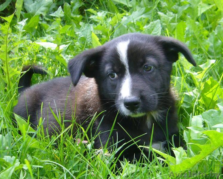 Замечательная щенок-девочка в дар - Изображение #4, Объявление #952659