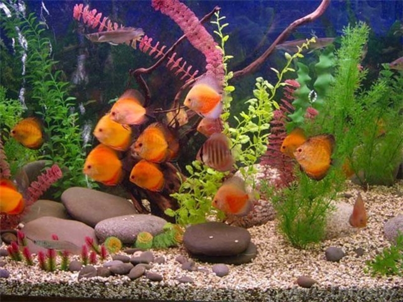 продам аквариум фэн-шуй для привлечения денежной удачи - Изображение #4, Объявление #965062