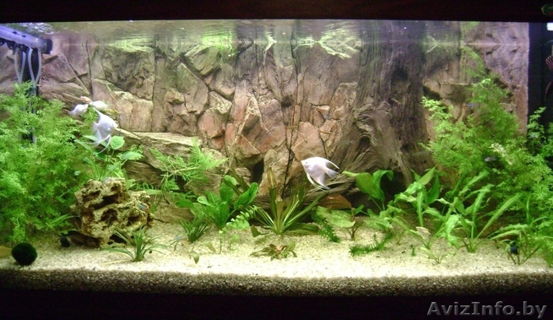 продам аквариум фэн-шуй для привлечения денежной удачи - Изображение #1, Объявление #965062