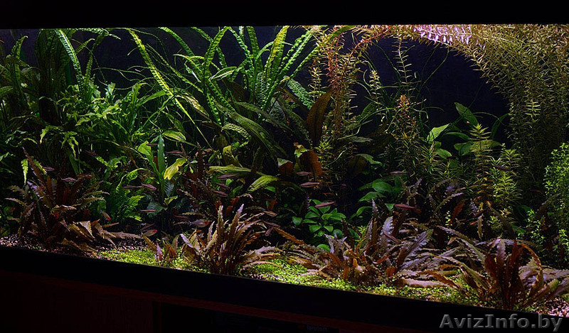 продам аквариум фэн-шуй для привлечения денежной удачи - Изображение #2, Объявление #965062