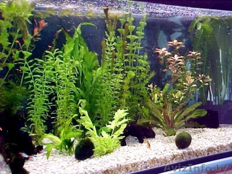 продам аквариум фэн-шуй для привлечения денежной удачи - Изображение #3, Объявление #965062