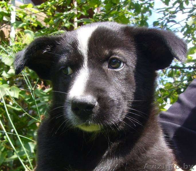 Замечательная щенок-девочка в дар - Изображение #1, Объявление #952659