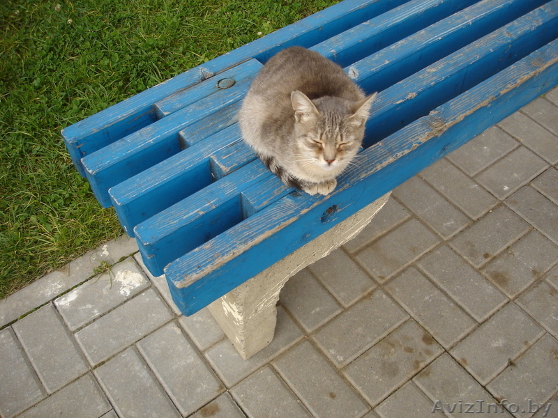 Котятя нуждаются в новом доме. В дар. Срочно! - Изображение #2, Объявление #966970