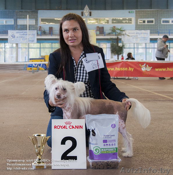 Кобель китайской хохлатой шоу-класса приглашает на вязку - Изображение #4, Объявление #959773