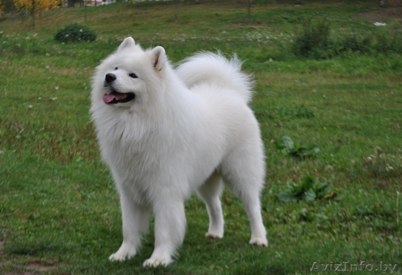 Вязка кобель самоед (самоедская собака).Минск - Изображение #1, Объявление #962244