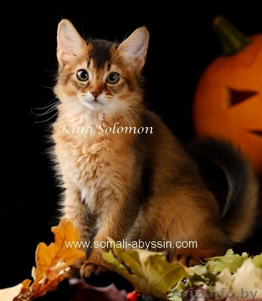 Сомали котята продам - Изображение #4, Объявление #967130