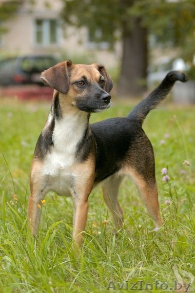 Стерилизованные собаки-подростки в дар. - Изображение #3, Объявление #967874