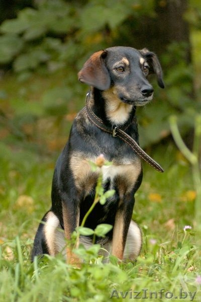 Стерилизованные собаки-подростки в дар. - Изображение #4, Объявление #967874