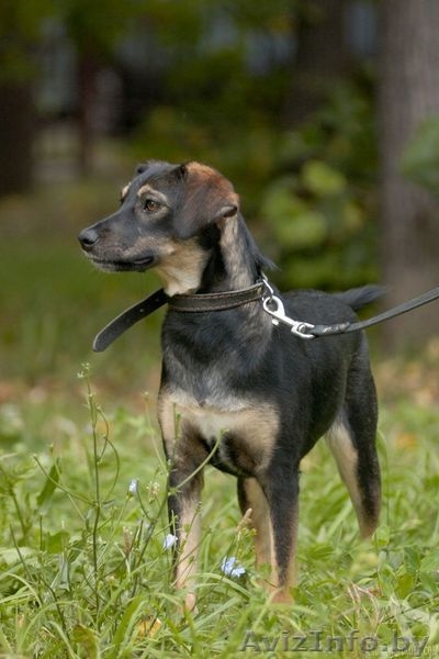 Стерилизованные собаки-подростки в дар. - Изображение #1, Объявление #967874