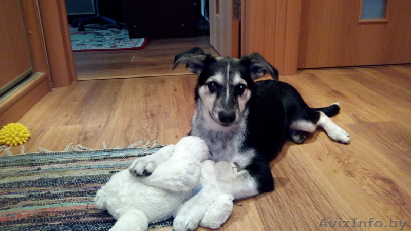 Жорик ищет новый дом - Изображение #1, Объявление #966477