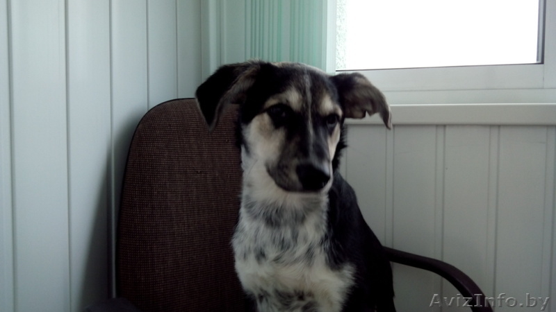 Жорик ищет новый дом - Изображение #2, Объявление #966477