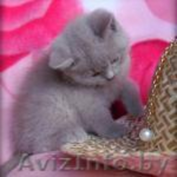 британские и скотиш фолд  котята - Изображение #1, Объявление #265146