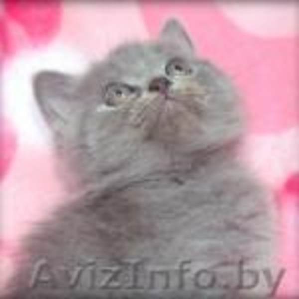 британские и скотиш фолд  котята - Изображение #2, Объявление #265146