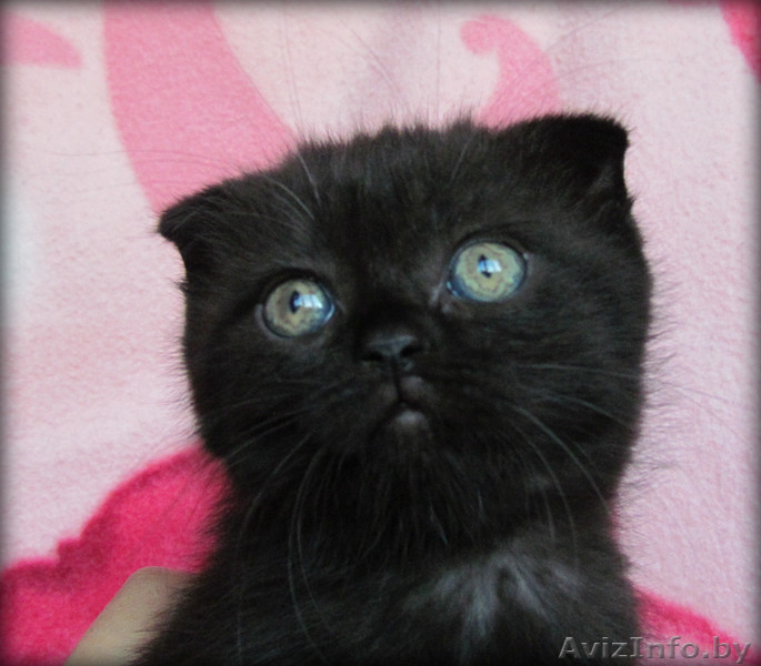 британские и скотиш фолд  котята - Изображение #3, Объявление #265146