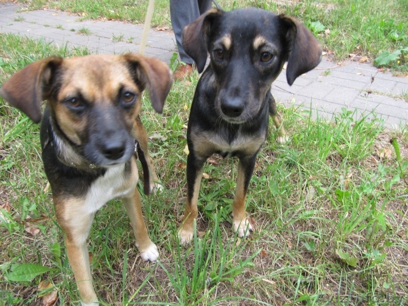 Стерилизованные собаки-подростки в дар. - Изображение #5, Объявление #967874
