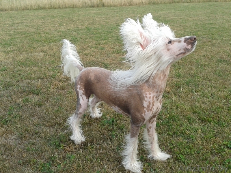 Кобель китайской хохлатой шоу-класса приглашает на вязку - Изображение #3, Объявление #959773