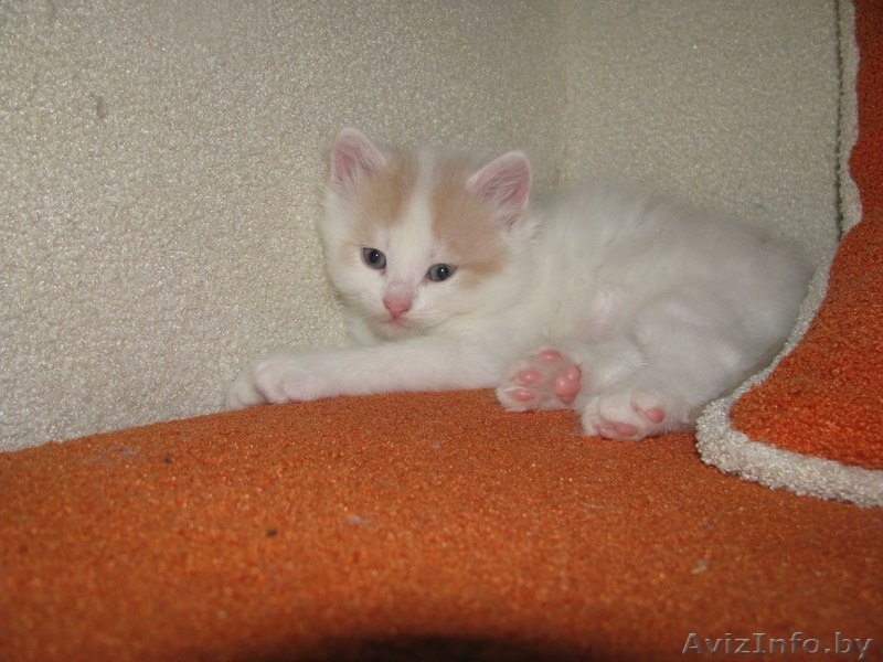 отдам пушистых котят в добрые руки - Изображение #1, Объявление #968049