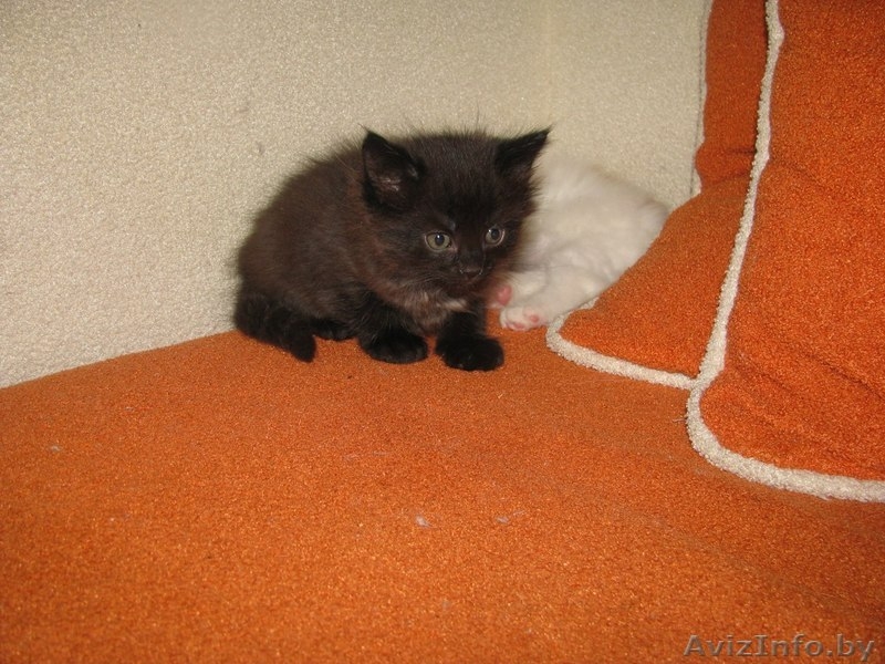 отдам пушистых котят в добрые руки - Изображение #2, Объявление #968049