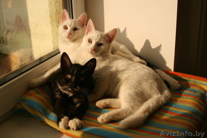 Очаровательные котята в дар. - Изображение #2, Объявление #962756