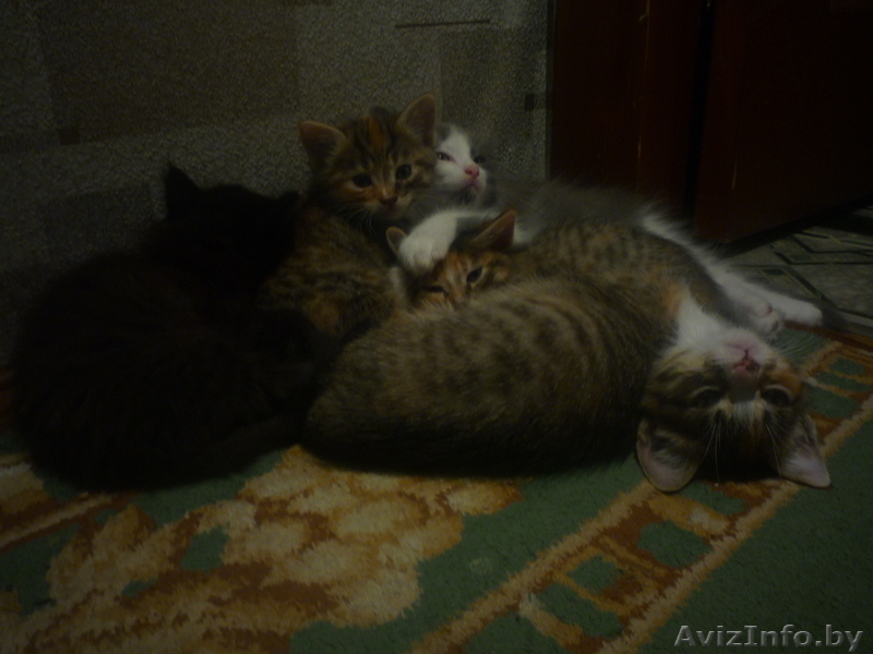 отдаю  хороших  котят в добрые руки - Изображение #2, Объявление #965501