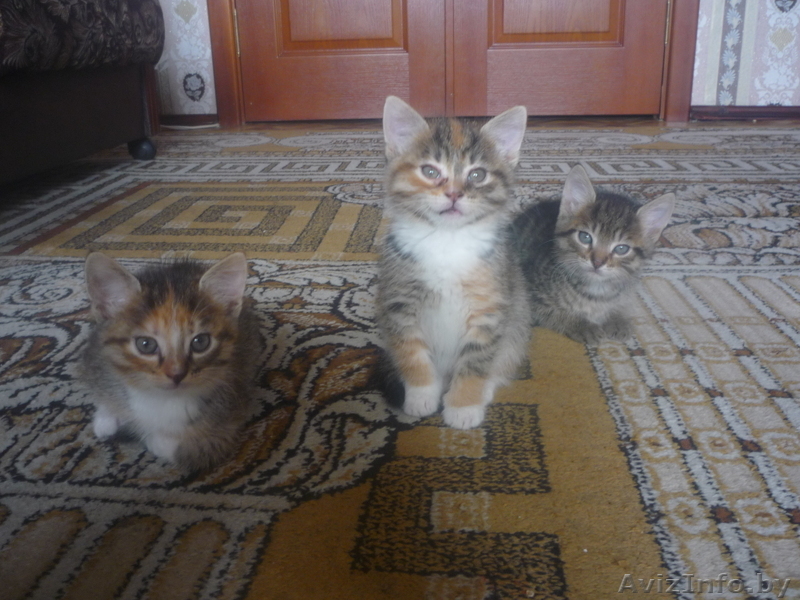 отдаю  хороших  котят в добрые руки - Изображение #3, Объявление #965501