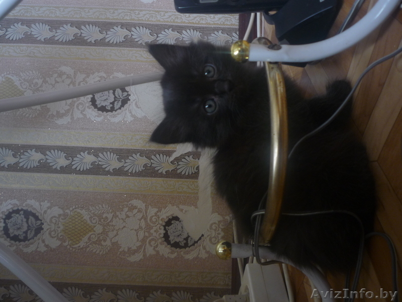 отдаю  хороших  котят в добрые руки - Изображение #4, Объявление #965501