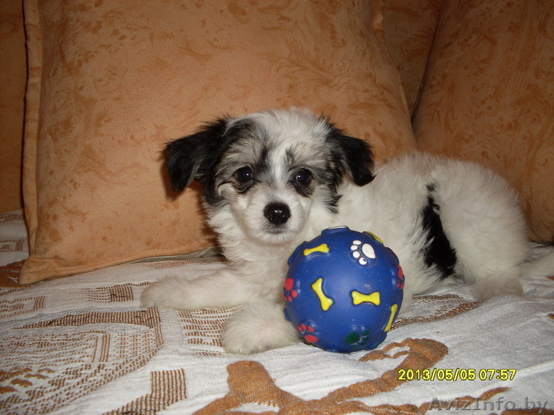 Элитные щеночки китайской хохлатой собачки - Изображение #2, Объявление #960005