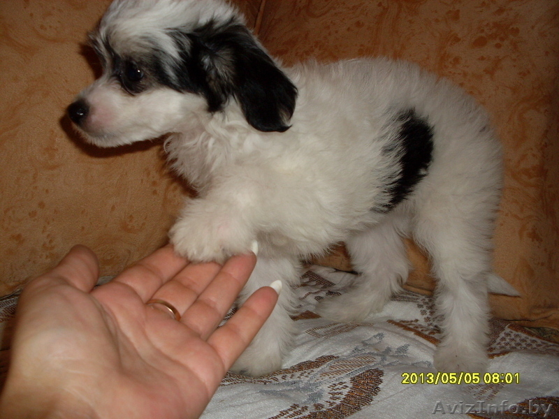 Элитные щеночки китайской хохлатой собачки - Изображение #3, Объявление #960005