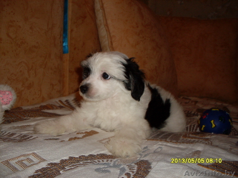 Элитные щеночки китайской хохлатой собачки - Изображение #5, Объявление #960005