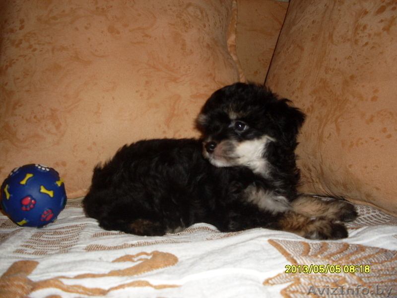 Элитные щеночки китайской хохлатой собачки - Изображение #4, Объявление #960005