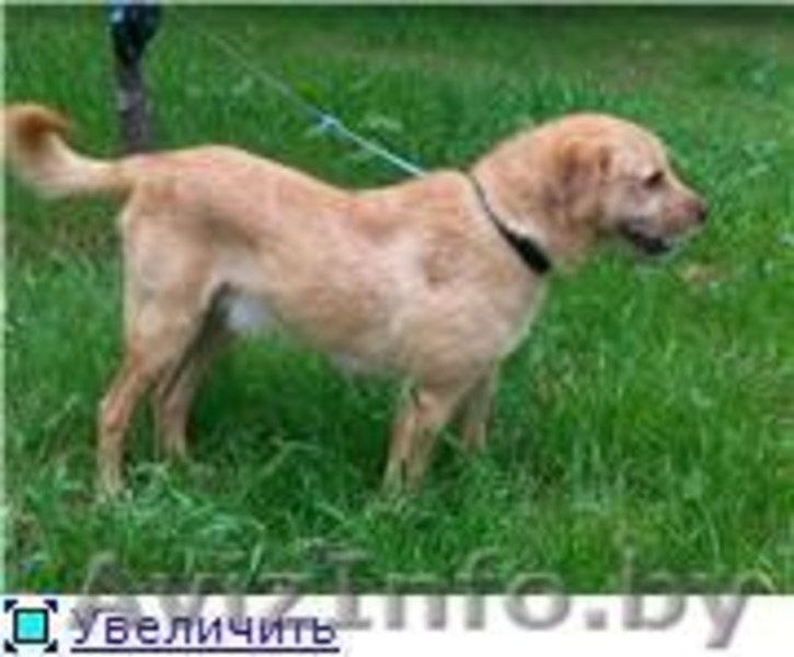 Рыжик-собака улыбка в дар - Изображение #2, Объявление #982475