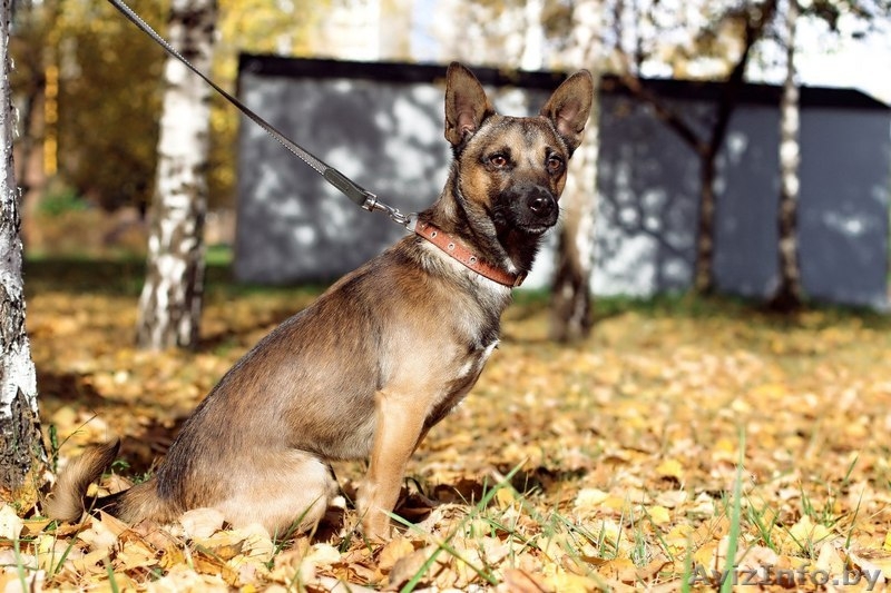 Малыш-осень Муха ищет дом! - Изображение #3, Объявление #983044