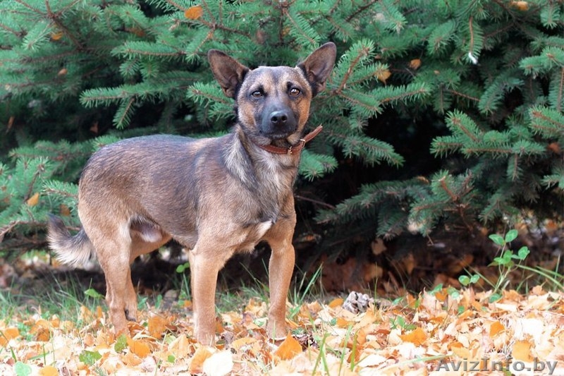 Малыш-осень Муха ищет дом! - Изображение #4, Объявление #983044