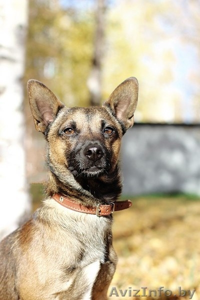 Малыш-осень Муха ищет дом! - Изображение #6, Объявление #983044