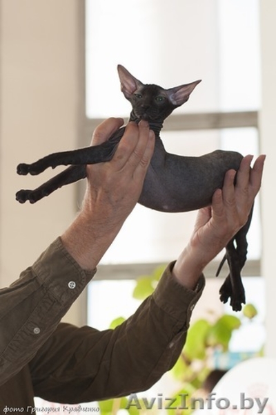 Породный Петербургский сфинкс для разведения, выставок - Изображение #3, Объявление #980005