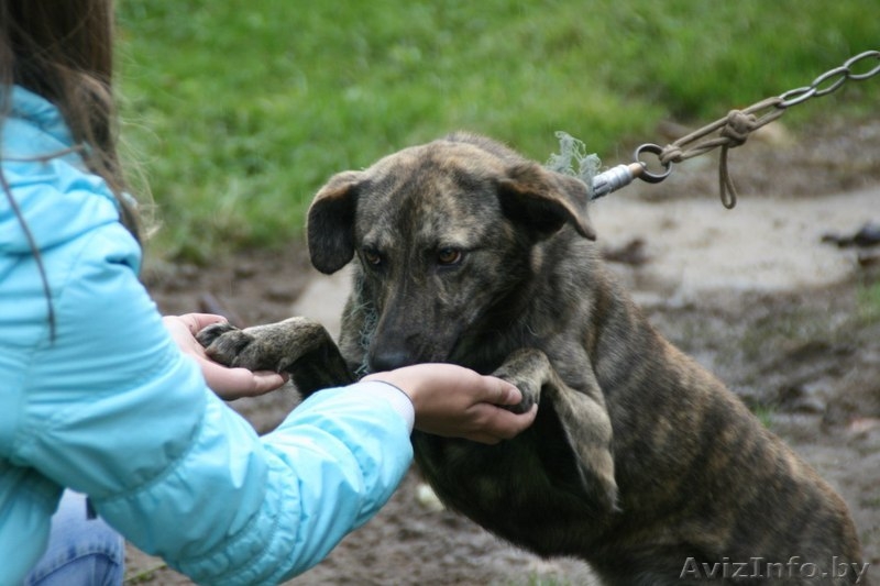 Молоденькая девочка с красивым тигроым окрасомв дар - Изображение #1, Объявление #973573