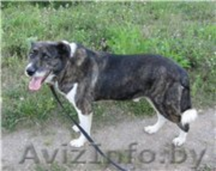 БОБ - собака для души и охраны.  - Изображение #4, Объявление #982477