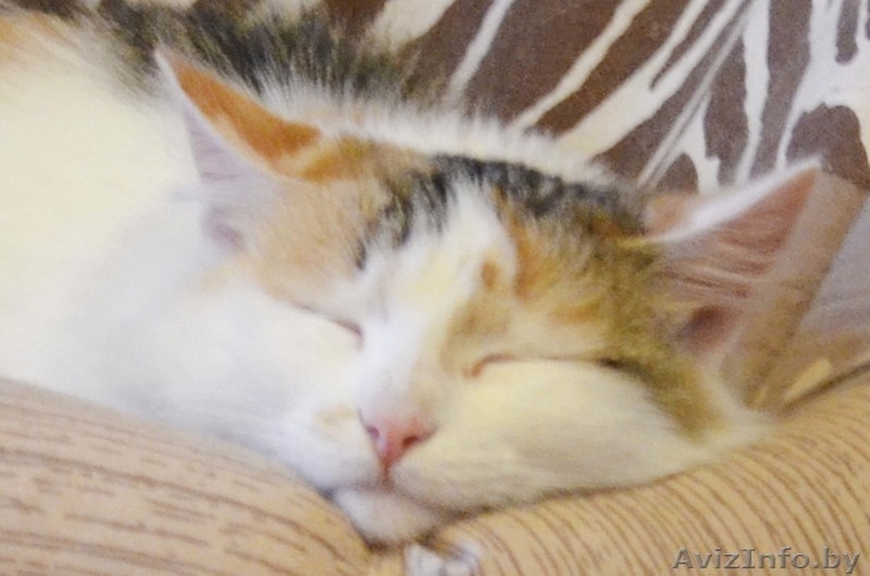 Мурлен трехцветная кошка приносящая счастье! - Изображение #6, Объявление #981173
