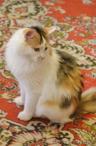 Мурлен трехцветная кошка приносящая счастье! - Изображение #5, Объявление #981173