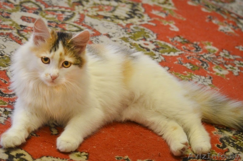 Мурлен трехцветная кошка приносящая счастье! - Изображение #4, Объявление #981173