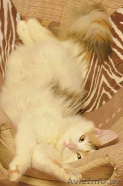 Мурлен трехцветная кошка приносящая счастье! - Изображение #3, Объявление #981173