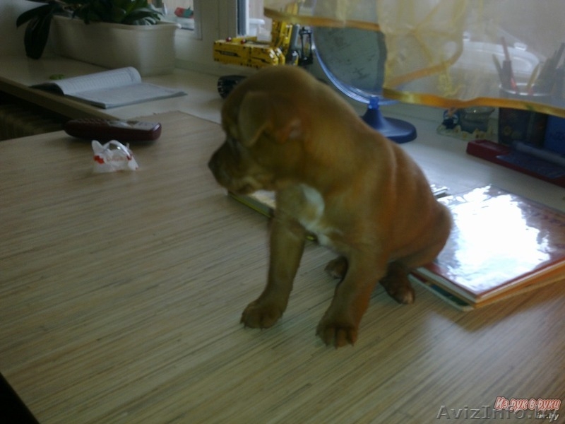 Карликовый пинчер, той терьер, цварчпинчер - Изображение #1, Объявление #972046