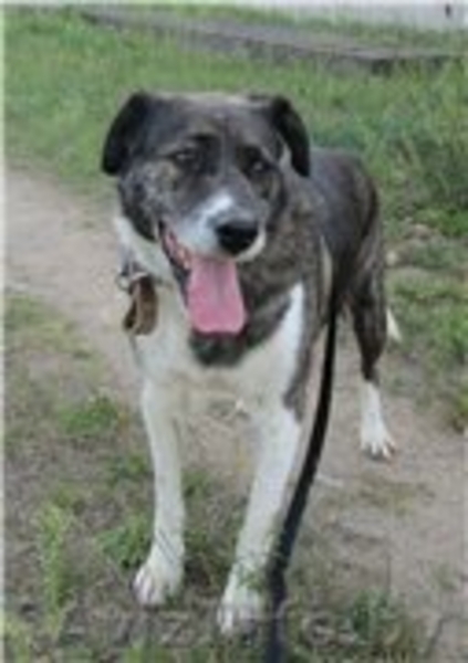 БОБ - собака для души и охраны.  - Изображение #3, Объявление #982477