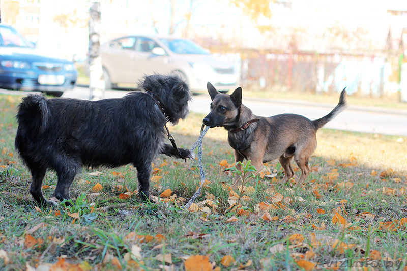 Малыш-осень Муха ищет дом! - Изображение #10, Объявление #983044