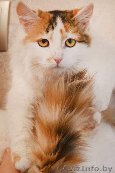 Мурлен трехцветная кошка приносящая счастье! - Изображение #2, Объявление #981173