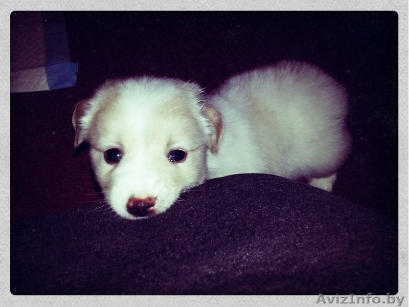 Срочно! Продается щенок-помесь мальтийской болонки и шпица - Изображение #2, Объявление #969008