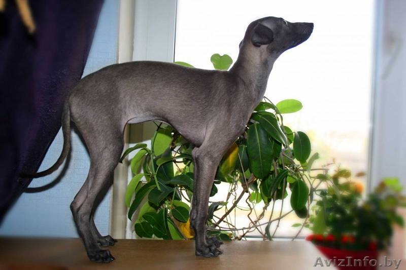 Щенок левретки от титулованный родителей - Изображение #3, Объявление #977246