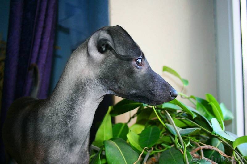 Щенок левретки от титулованный родителей - Изображение #2, Объявление #977246